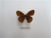 藏品(白帶波眼蝶)的圖片